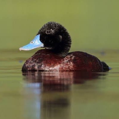 curiousbluebill's profile picture. 