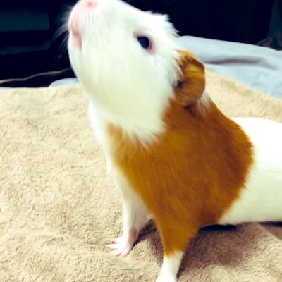 to_nn_ie's profile picture. 博多 福岡移住組 トニー #博多飯 #酒 #プロ野球 #ホークス #イーグルス #ドラム #モルモット