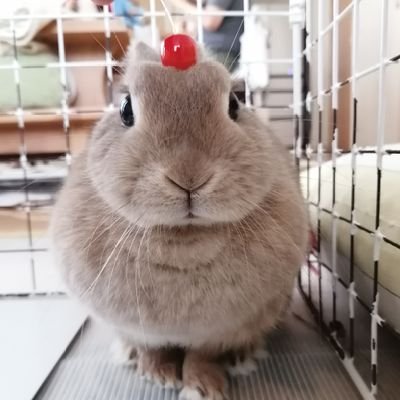 ITanin_Far's profile picture. 自分以外全員だいこん