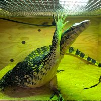 A.G.REPTILES (@a_g_reptiles) 's Twitter Profile