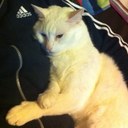 Tribal - @Peter_Pierre - Twitter