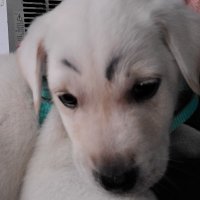 TexLC (@texicanrgv) 's Twitter Profile