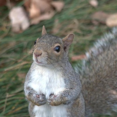 MahtSquirrels Profile Picture
