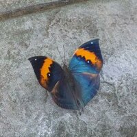 さんかく (@file_snake) 's Twitter Profile