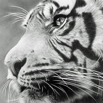 Pencil Artist. Open for commissions of your pets and people. Ltd edition wildlife prints and original drawings available for sale on my website.