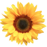 365DailyBloom's profile picture. Positive ideas to increase happiness.