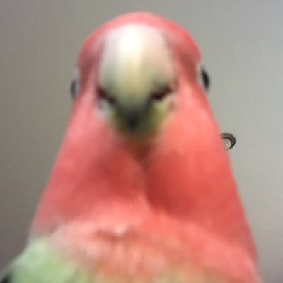 ducksauce70's profile picture. can’t believe latvia won