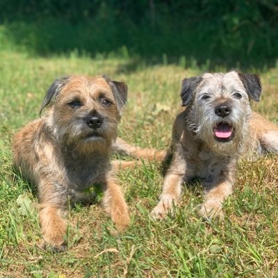 Emma_BTP's profile picture. Archie & Theo Border Terriers and their adventures #BTPosse (Emma -14- OTRB 🌈 17/07/20)