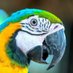 Parroty (@My_Parrot_Pal) Twitter profile photo