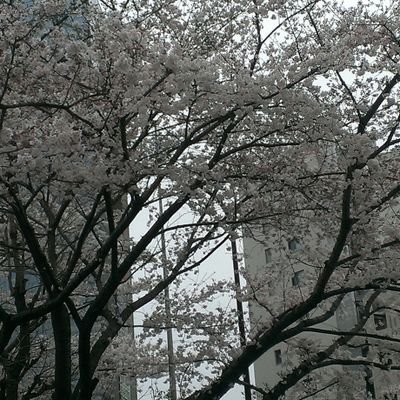 natuki_mg's profile picture. 雑多なアカウント、ゴスマニ（箱押し)beatSurfer希にブロックする事もあります予めご了承願います。鍵は気まぐれにします。