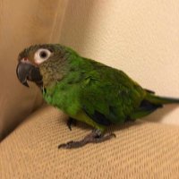 シモフリインコを探しています (@duskyconure0209) 's Twitter Profile