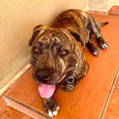 JackMin77823934's profile picture. $BOOK OF PEPE $SOL