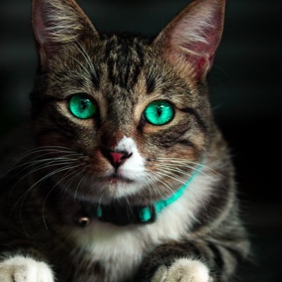 massmediashapes's profile picture. 