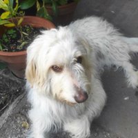 Fra Vigno (@vignofra) 's Twitter Profile