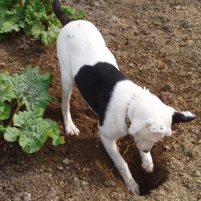 Anti Brexit, Reform and the Tories. Despise all cruelty and those who hunt. Love history, books, art, gardening, astronomy, the list goes on ….. No DMs please