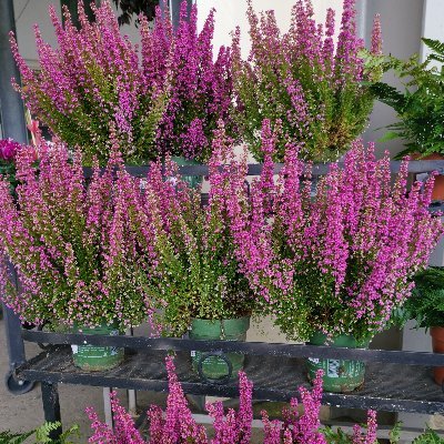 Primeur - Horticulteur - Epicerie : Terres Gourmandes - 9 avenue des Martyrs du Pont Long - 64140 Lons.