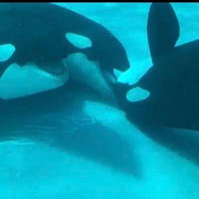nao_orca's profile picture. 神戸須磨シーワールド　名古屋港水族館　鴨川シーワールド　好き 。よく行くのは神戸須磨シーワールドです。 初めて見たシャチは弁慶。