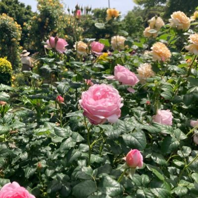 dokuhakiyukk's profile picture. 超全組観劇派