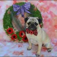 DaPuglet Pugs (@dapuglet) 's Twitter Profile