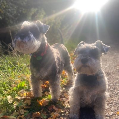 Onewomantwodogs Profile Picture