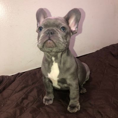 New to Twitter - Frenchie lover & breeder 🐶🙌🏽 Breeding standard & exotic frenchies 🔥🧬@highendfrenchies_ on Instagram Just trying to expand and grow ! 🙏🏽