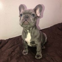 HighEndFrenchies 🐶 (@alfredo15__) 's Twitter Profile