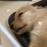 Cookieฅ^. ̫ .^ฅ (@ayataka0v0) 's Twitter Profile