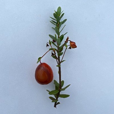 Systems Approach To Managing the Expression (SAME) of Cranberry Fruit Rot