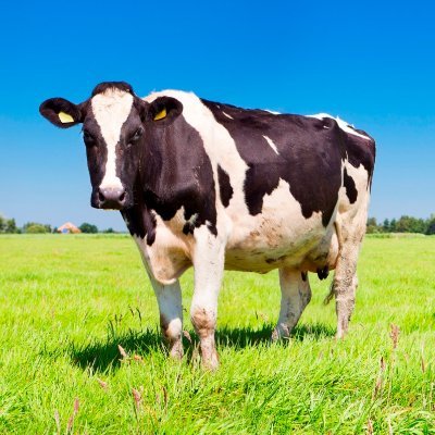 stolidbovine Profile Picture