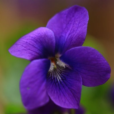 koulett's profile picture. stuff