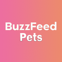 BuzzFeed Pets(@buzzfeedpets) 's Twitter Profile Photo
