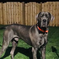 HankTheGr8 (@hankthegr8) 's Twitter Profile