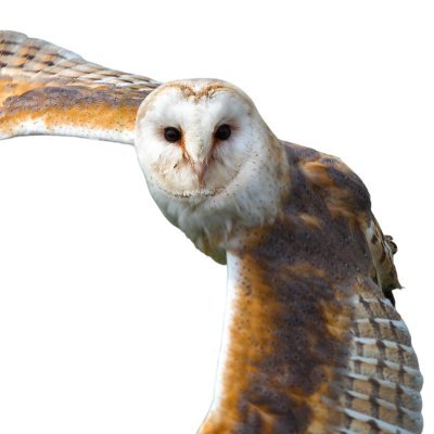 ShyOwl888's profile picture. Just an owl in the woods in NW Arkansas. I have been away from twitter, all social media for awhile. I got tired of losing respect for people I loved.