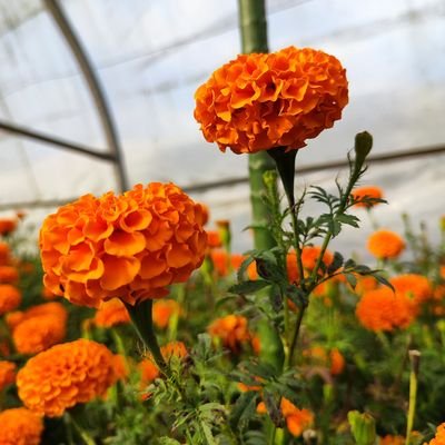 UshaBhusal6's profile picture. Agriculturist,
Horticulture - Msc(ag)