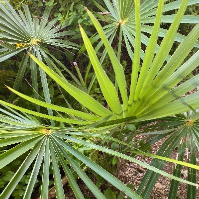 thatchpalm