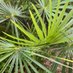 thatchpalm