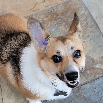The Winnie Monster (Corgi) and Gentleman Jax (Dachshund and Snuggle Bug) from Austin, TX https://t.co/D1GR8uSlPZ