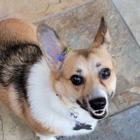 Winnie & Jax 'Parody' (@stumpylegsatx) 's Twitter Profile