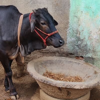 panadhar's profile picture. mostly sarcastic