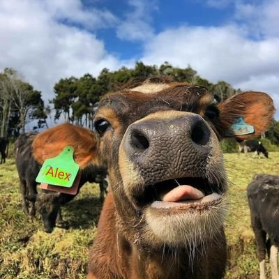 Alexramos_066's profile picture. Só post de qualidade!😝