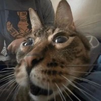 Bingleton2 (@dongle2307) 's Twitter Profile Photo Bingleton2 (@dongle2307) 's Twitter Profile Photo