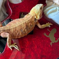 赤いトカゲギター (@ferrarireptile) 's Twitter Profile Photo