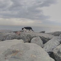 Ayşenur (@aysenur_213) Twitter profile photo