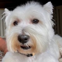 Hamlet Hasselhoff Jones (@hasselhoffjones) 's Twitter Profile