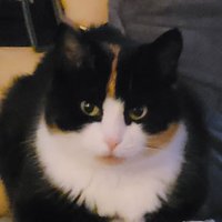 Curling Professor (@curlprofessor) 's Twitter Profile