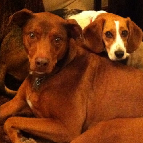 amfurbabies's profile picture. 