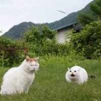 cryptillian2 (@cryptillian2) 's Twitter Profile
