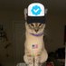 Lola Cat in an $8 Hat (@LolaInaHat) Twitter profile photo
