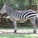 Franklin Park Zebra - @bostonzebra - Twitter
