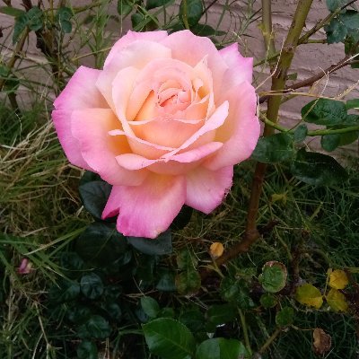 RutaVolcanica's profile picture. 